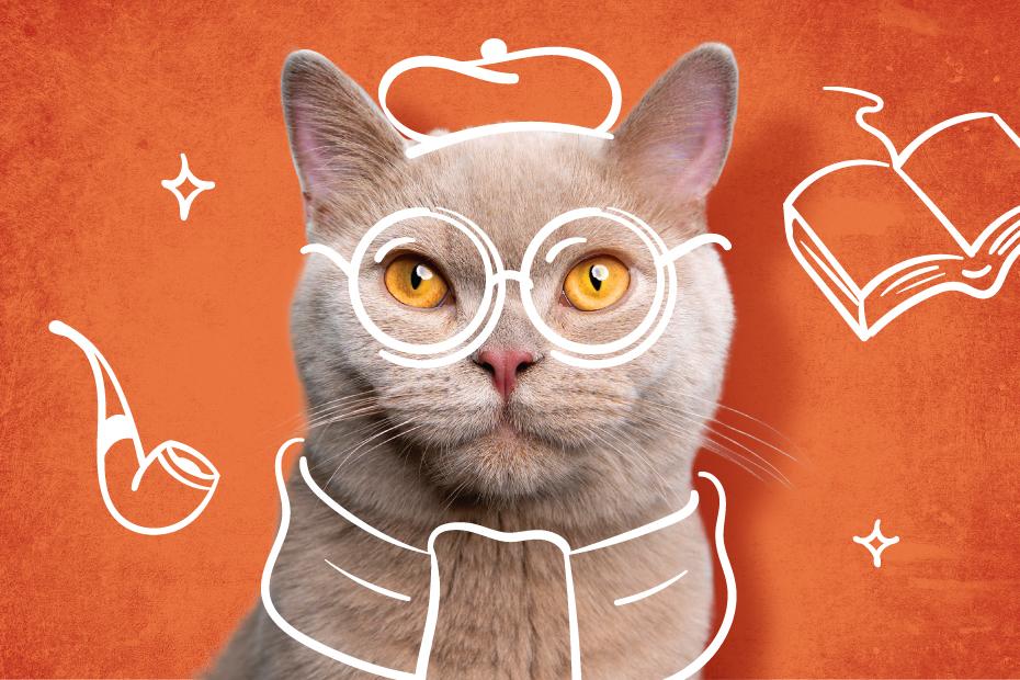 Felis başvurularında avantajlı dönem devam ediyor