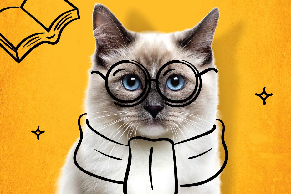 Felis başvurularının bitmesine son 3 gün