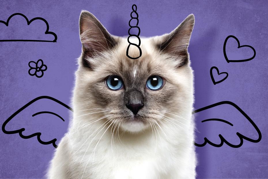 18. Felis Ödülleri’ne başvurular başladı